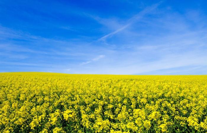 EDF is betting 800 million on a rapeseed plant in Corsica: revolution or illusion?