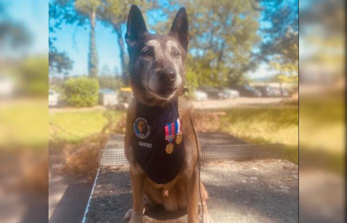 Ghost, “daredevil” drug-seeking Malinois shepherd, retires after 12 years of service