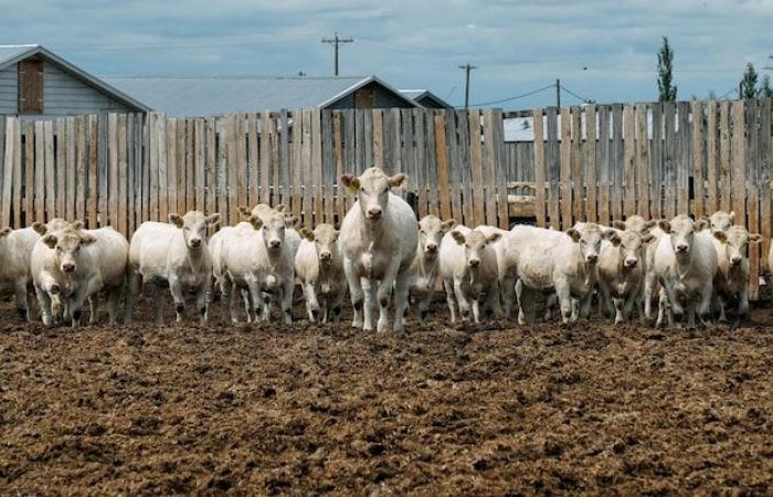 Beef prices reach record high