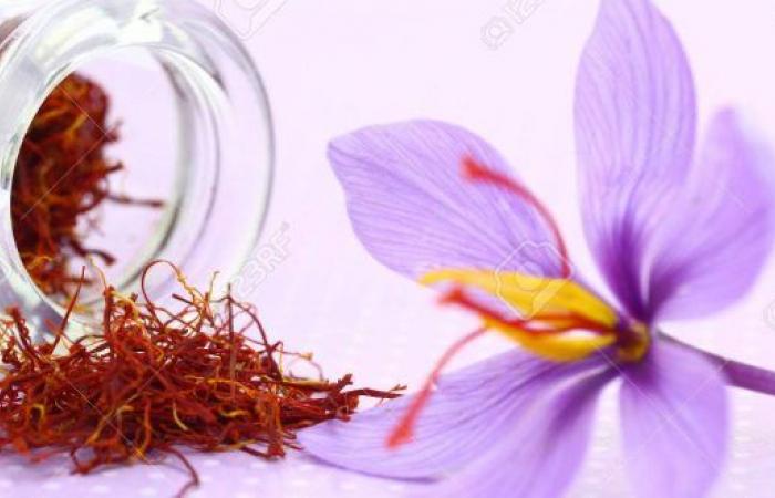 Saffron cultivation in Berkane, one more sector to strengthen climate-resilient agriculture – AgriMaroc.ma