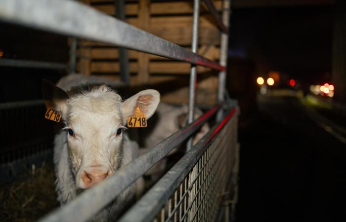 Young Farmers take their anger up a notch