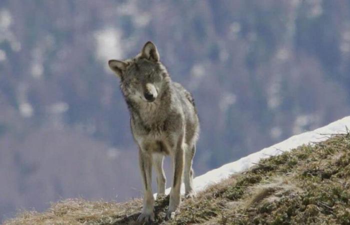 Wolves shot by mistake: “collateral damage” inherent to the legal framework – rts.ch