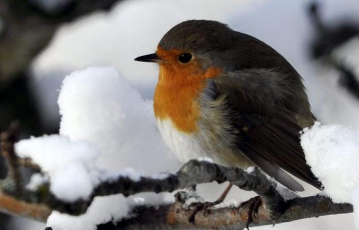 The robin voted bird of the year 2025