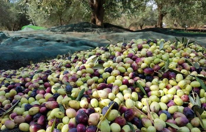 Olive production in Algeria: Olive oil prices are soaring