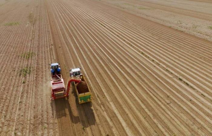 this evening, a France 5 documentary examines the future of the potato