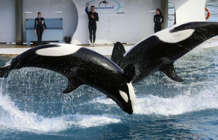 the government will block the transfer of the two orcas to Japan