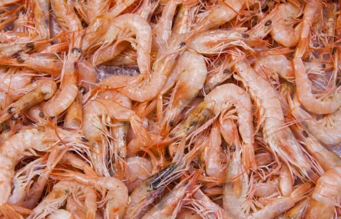 Recall of shrimp contaminated with “flesh-eating” bacteria and sold at Monoprix