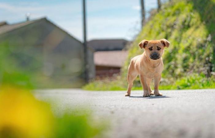 How to find your pet if you have lost it in Ile-de-France?