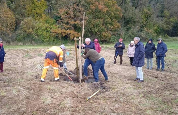 The participatory forest of Verrières-en-Anjou expands and takes root