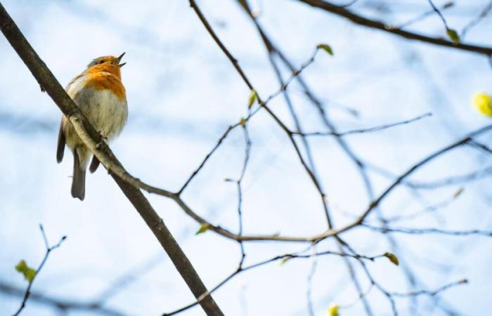 The robin voted bird of the year 2025 – rts.ch