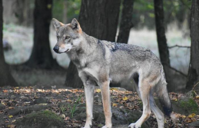 Swiss. A wolf fatally knocked down near Verrières-de-Joux