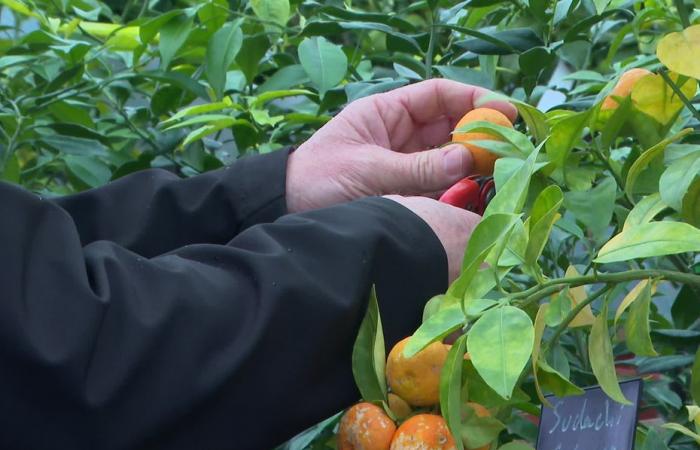 “At Sainte-Catherine, all wood takes root”, even citrus fruits now acclimatized to the Vendée