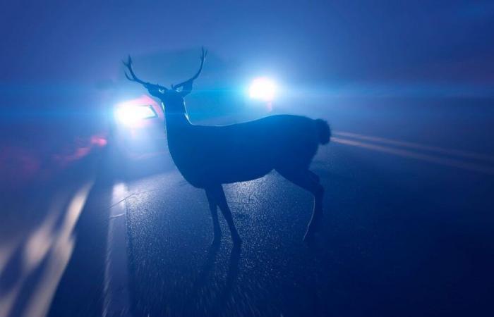 Deadly autumn on the roads for wildlife