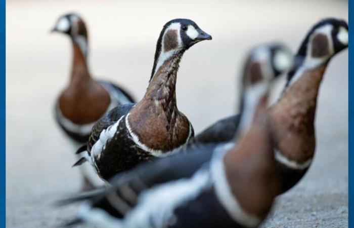 2nd goose dies from bird flu at Woodland Park Zoo