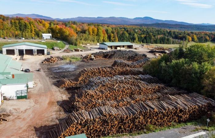 Wood industry | A tariff would be a “disaster” for Quebec sawmills