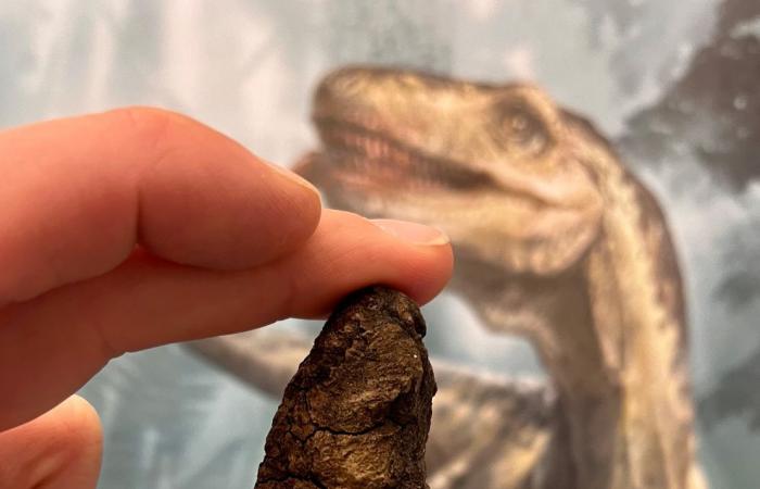 Fossilized poop reveals secrets of how dinosaurs came to dominate Earth