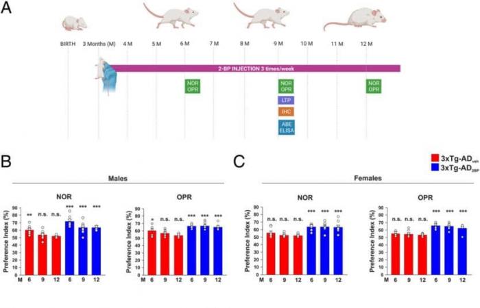 new nasal spray reverses cognitive decline and brain damage in mice