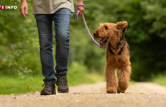 Increase in dog thefts in France: how to protect yourself?