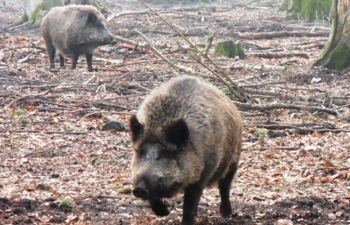 A departmental area closed for several days in Gironde for wild boar hunts