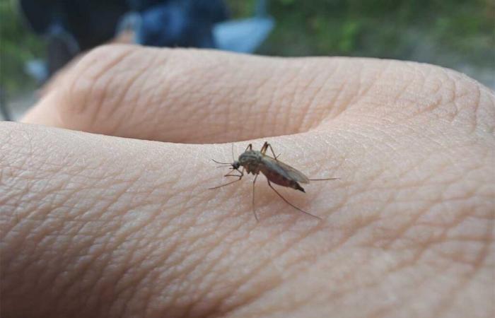 A malaria vaccine administered (successfully) through mosquito bites