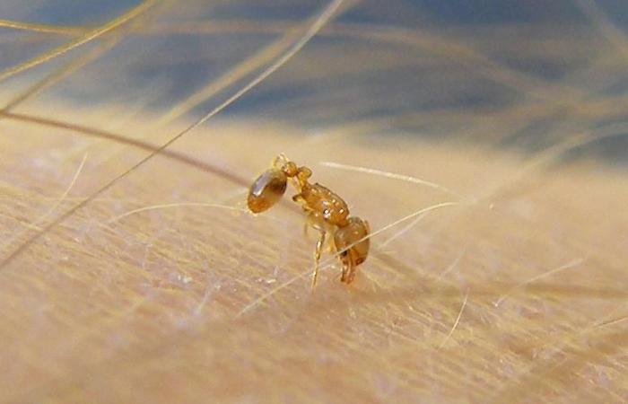 Already present in France, the electric ant could well arrive in Switzerland – rts.ch