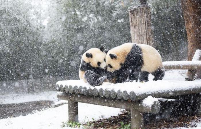 Heavy snow turns Korea into winter wonderland — in pictures