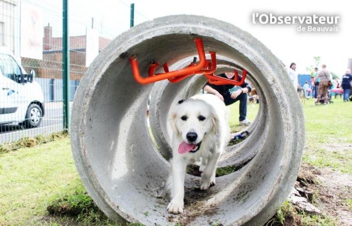 Urban planning: A new well-being area for our dog friends