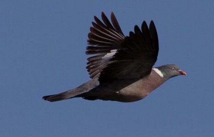 A robot that flies like a bird