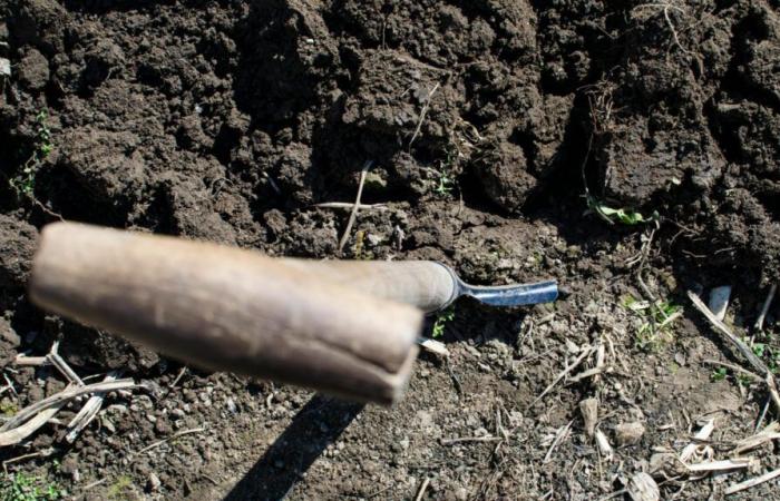 to repair the damage caused during their protests, farmers planted trees