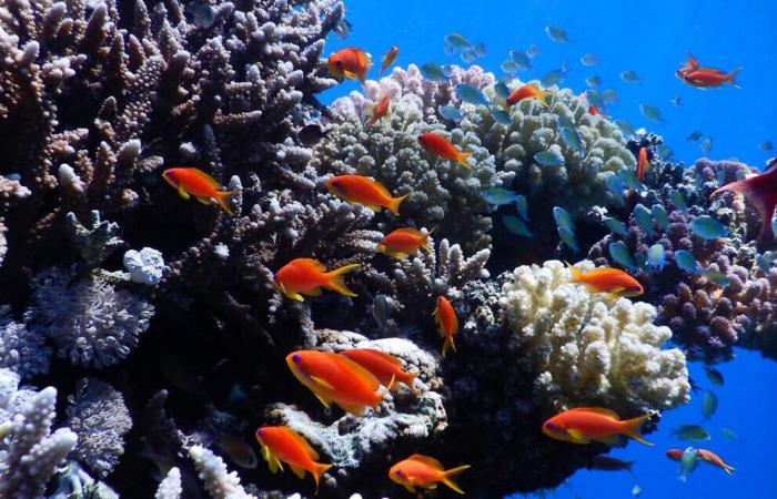 Rich microbial life key to reef health – Red Sea coral study