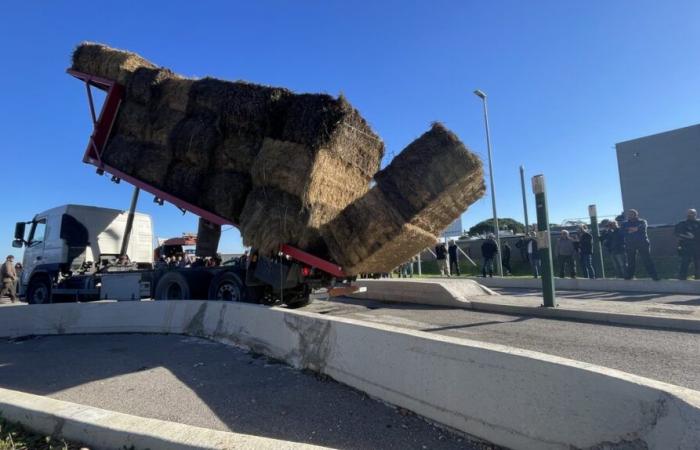 hay dumped in front of Grand Frais