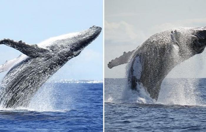 416 humpback whales observed in Reunion in 2024: one of the best seasons!