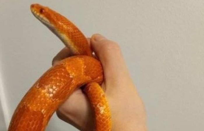 Unusual discovery: a corn snake found in the basement of a Quebec pizzeria