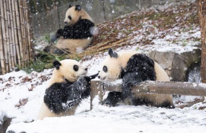 Heavy snow turns Korea into winter wonderland — in pictures