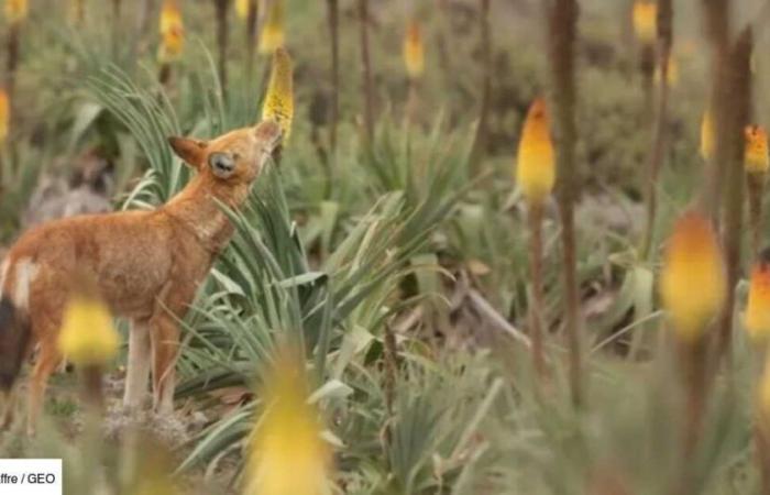 The Eye of GEO: in Ethiopia, wolves photographed licking flowers like lollipops