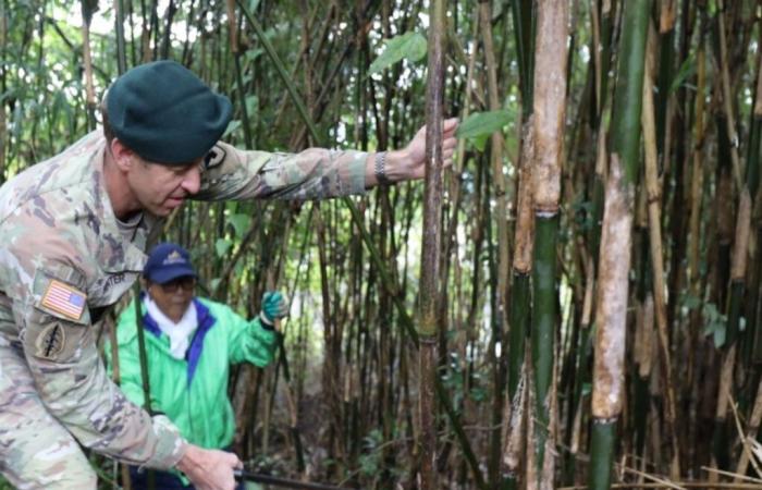 USAG Japan helps local organization harvest bamboo to support preservation of Japan’s culture > U.S. Indo-Pacific Command > News Article View