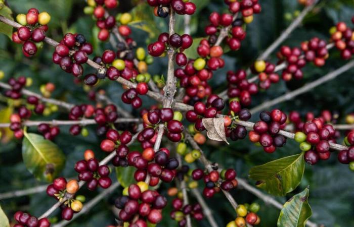 In Colombia, coffee prices reach a “historic record”