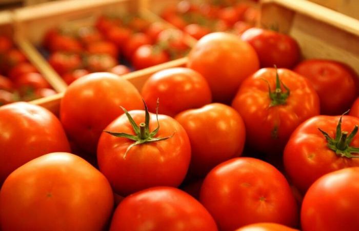 The fall in tomato prices continues on wholesale markets