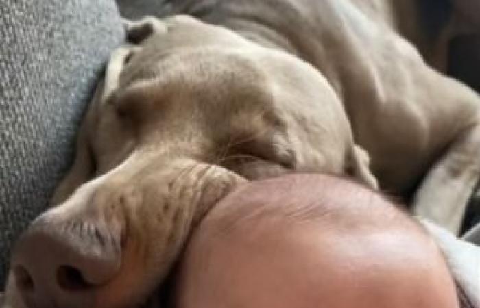 A little girl and the dog she grew up with display their tender complicity in a moving video