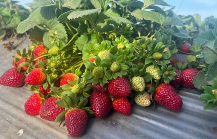 Why have Egyptian strawberry prices doubled this season?