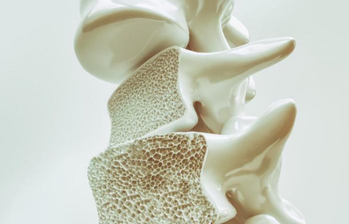 Researchers discover hormone capable of treating osteoporosis