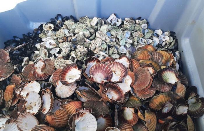 seafood shells are not eaten… but collected