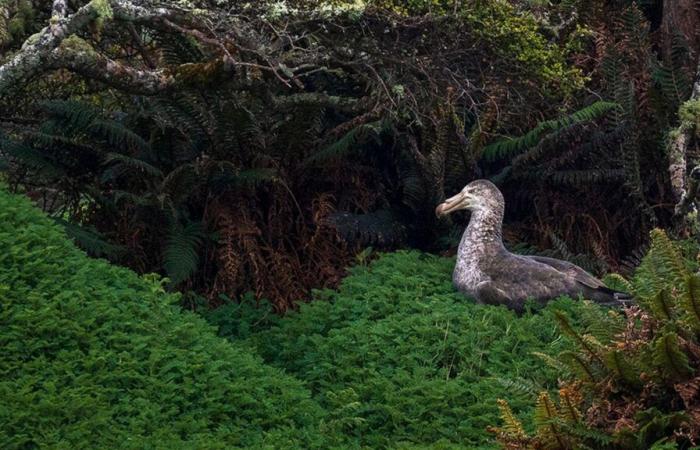 Among the 25 most beautiful nature photos of the year, two French people are selected