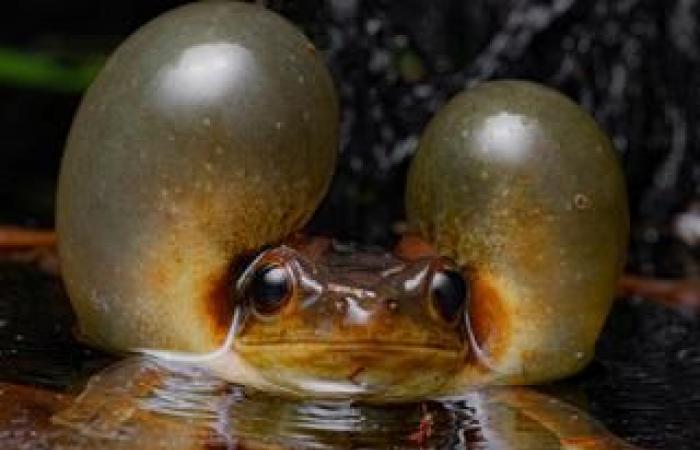 Among the 25 most beautiful nature photos of the year, two French people are selected