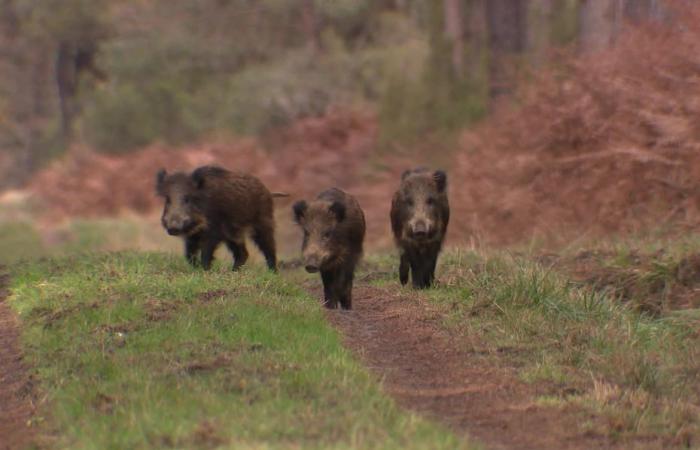 “For each wild boar taken, we pay 40 euros”. Too many wild boars in Brittany, how do hunters regulate their population?