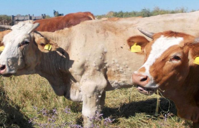 Health alert: bovine lumpy skin disease detected in Tunisia