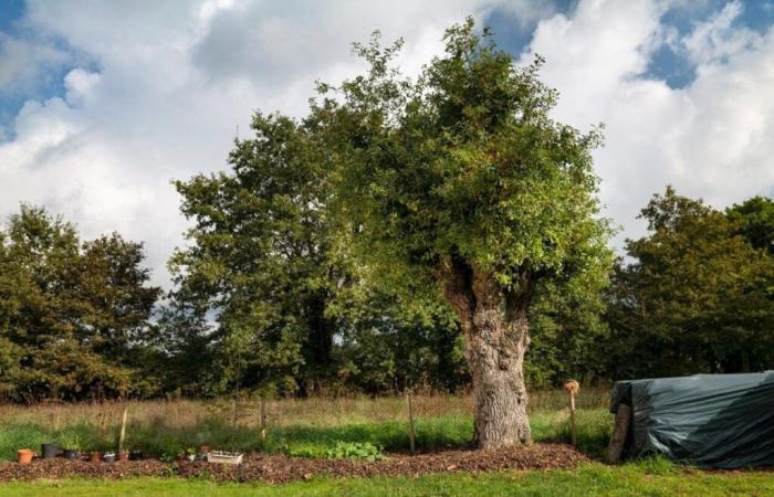 Is this oak the most beautiful tree in France?