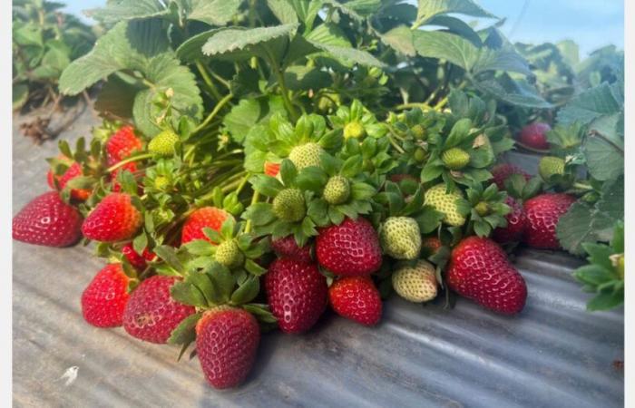 Why have Egyptian strawberry prices doubled this season?