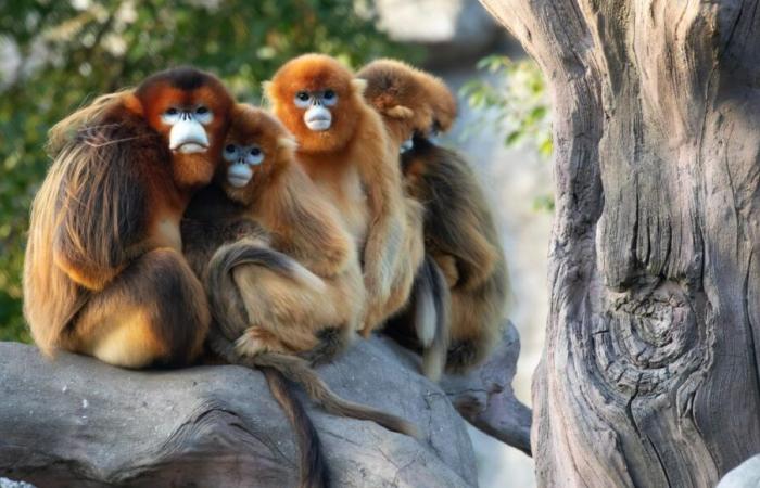 Beauval Zoo will welcome three golden monkeys in 2025, a first for a park outside Asia