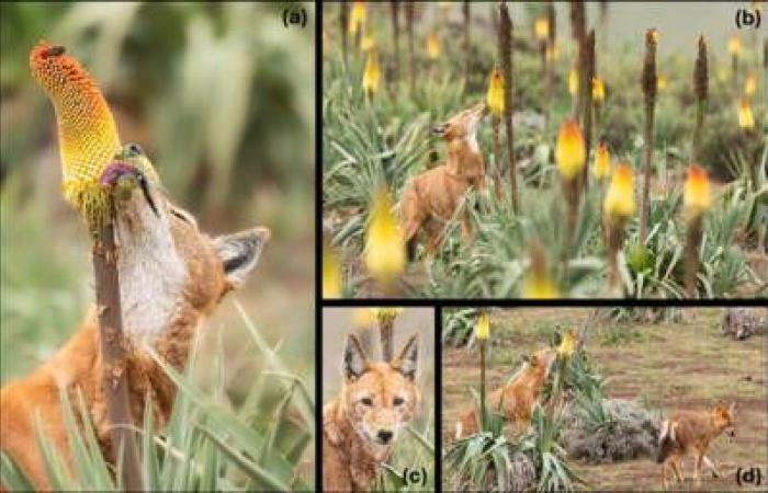 The Eye of GEO: in Ethiopia, wolves photographed licking flowers like lollipops